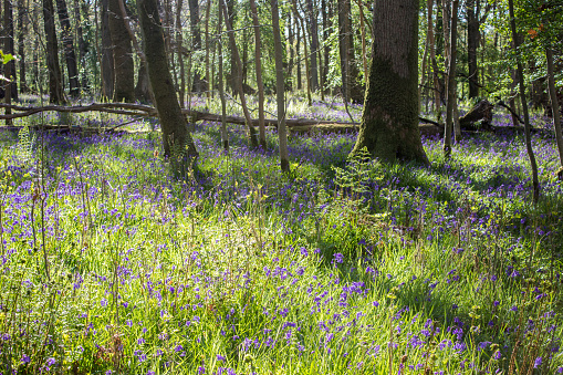 Early morning dappled shade and sunlight in a bluebell wood with English bluebells in bloom, in the Trossachs National Park of the Scottish Highlands. The English Bluebells, Hyacinthoides non-scripta, are frequently mentioned in fairy-tale and folklore and commonly called fairy flowers. They are an important indicator species for ancient woodlands.