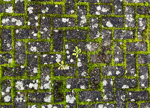 Lichen and moss growing on a geometric pavement