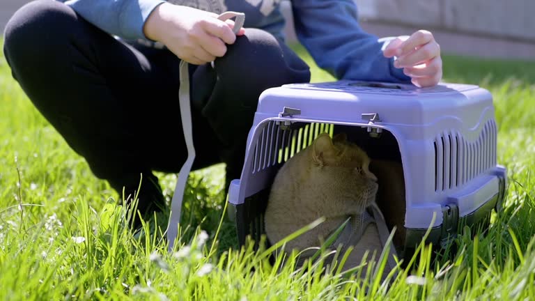 Child Walking a Gray British Cat on a Leash in Carrier Outdoors in Green Grass