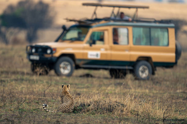 istock Cheetah on termite mound watches safari truck 1963060977