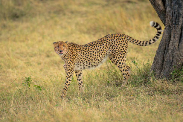 istock Cheetah stands near tree trunk licking lips 1963061507