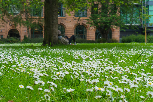 Manchester, England; 2019, June - 19: A tranquil field of daisies blooms in the heart of Manchester.