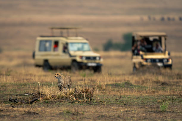 istock Cheetah stands on savannah near two jeeps 1963062567