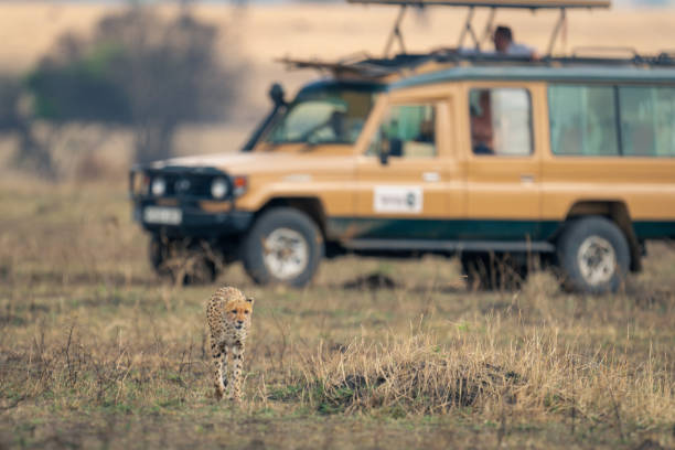istock Cheetah walks away from jeep on grassland 1963063077