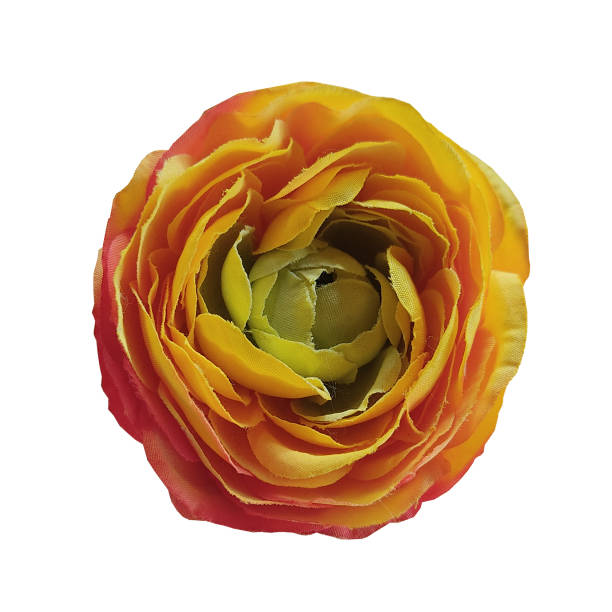 orange cloth buttercup flower isolated on white background