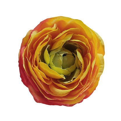 Branch with two pink and peach roses climbing the stem, leaves and buds isolated on white background with a clipping path.