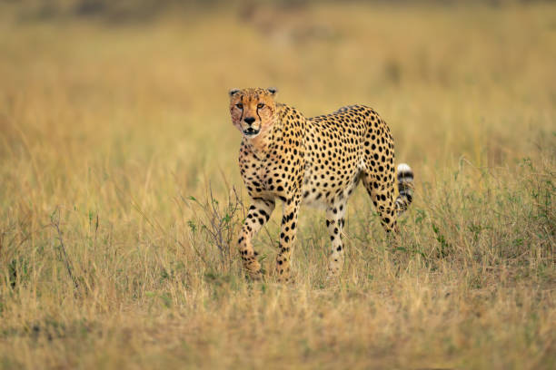 istock Cheetah walks across savannah in long grass 1963064694