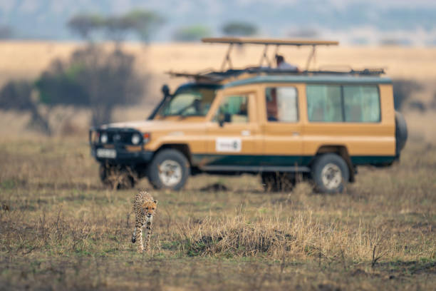 istock Cheetah walks away from jeep on savannah 1963064722