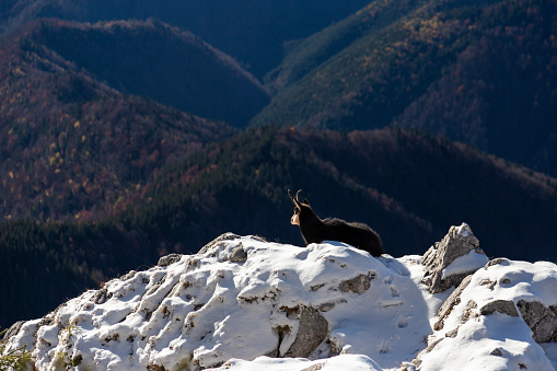 Beautiful chamois sitting quietly on a cliff above the forest, Carpathians, Romania
