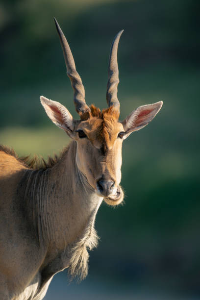 istock Close-up of male common eland chewing cud 1963075265