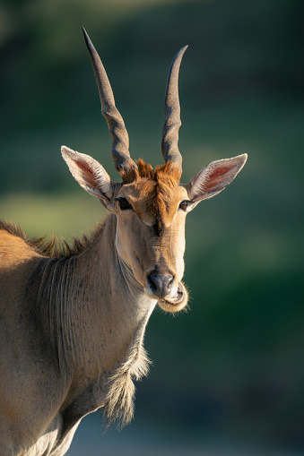 Close-up of male common eland chewing cud