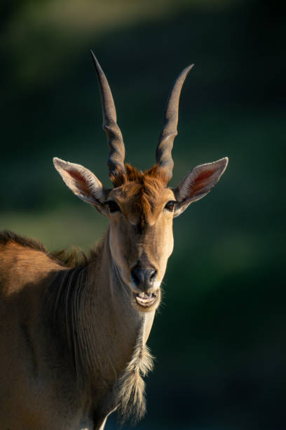 수컷 일반 eland가 입을 벌리는 클로즈업 스톡 사진