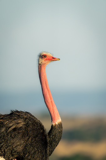 Close-up of male common ostrich showing catchlight