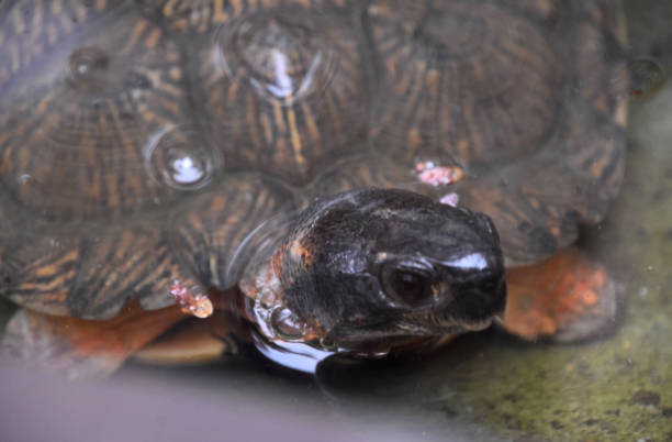 istock Wood Turtle in Shallow Waters Close Up 1963076853