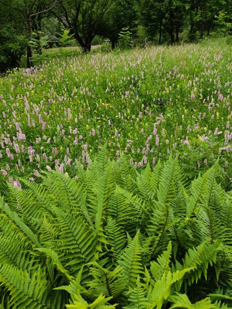 Landscape with lush green mountain ferns in italy