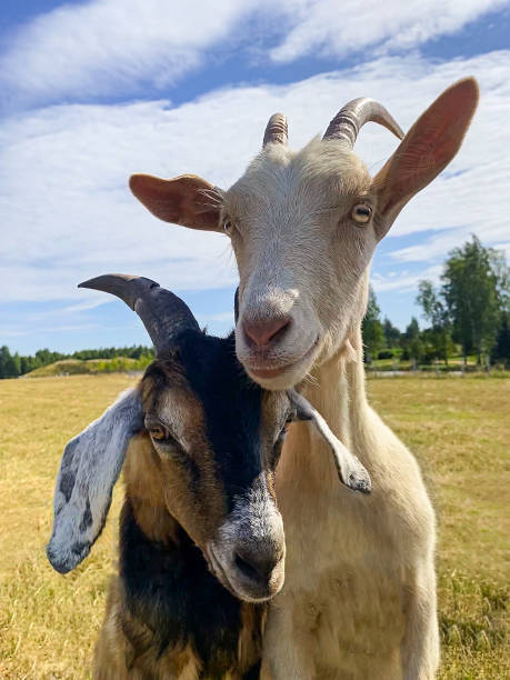 two goats in a clearing on a sunny day look at the camera against a background of yellow grass