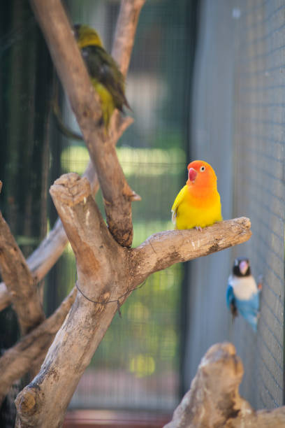 istock colorful parrot sits on a branch 1963092540