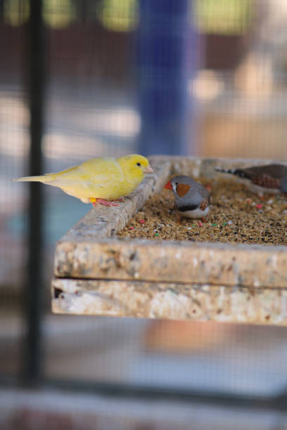 A few exotic birds at the feeder