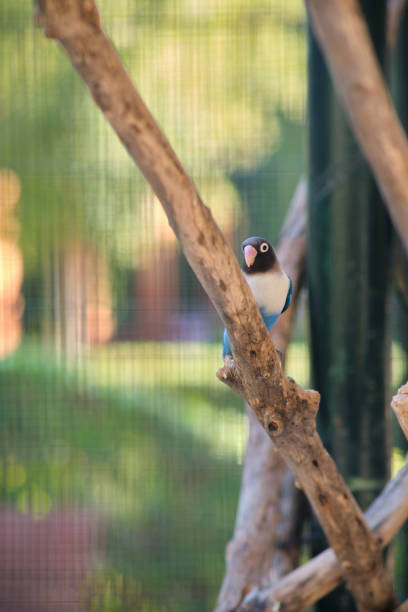 a blue and white parrot is sitting on a branch