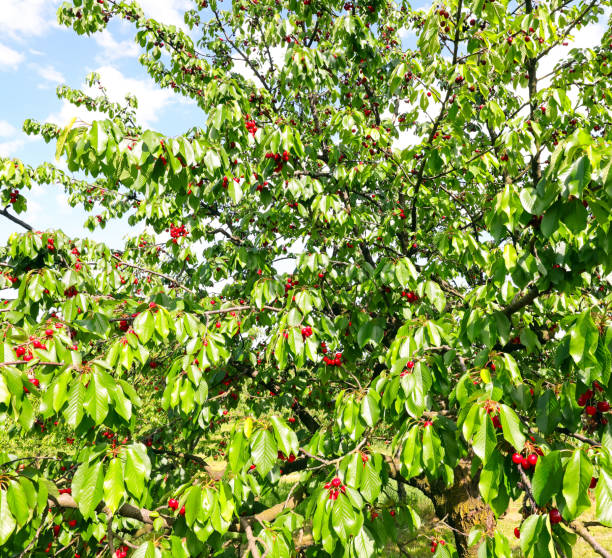 istock lush cherry tree with ripe red fruits ready to be harvested 1963114731