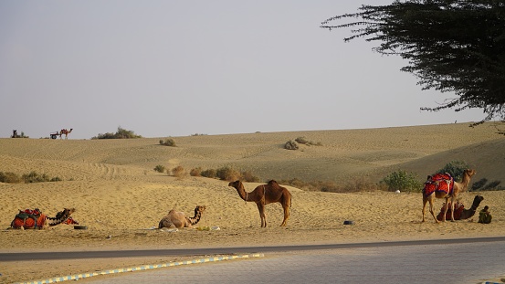 many camel standing on dessert near the road