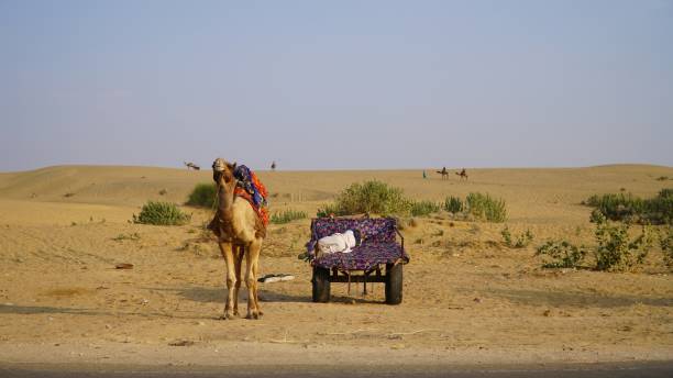 istock a camel standing on dessert in rajasthan sam desert jaisalmer 1963115263