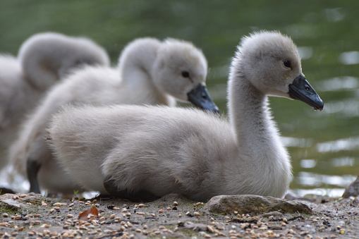 photos of multiple young cygnets lying down on the edge of a lake