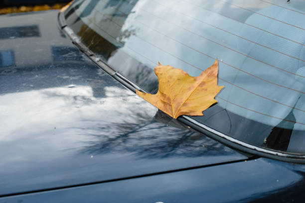 istock yellow leaf on the windshield on an old car in havover 1963138555