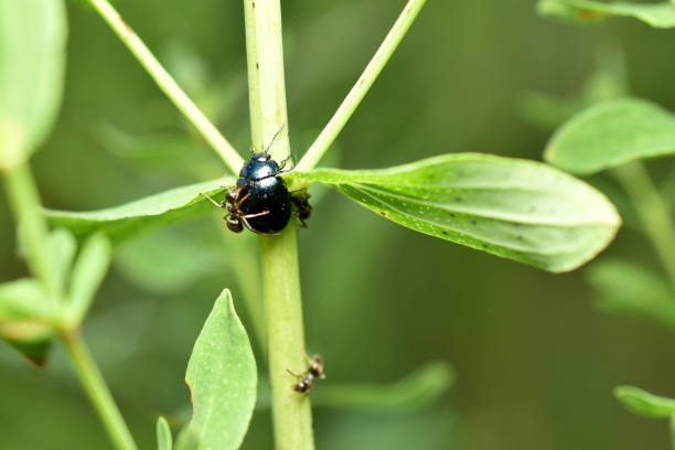 istock The blue-striped leaf beetle is attacked by ants. 1963146322