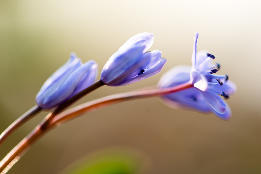 Macro capture of a blooming blue wildflowers in the field in the spring.