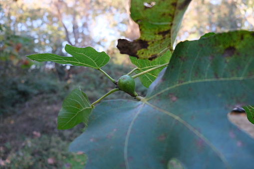 fig tree plant fruiting daytime