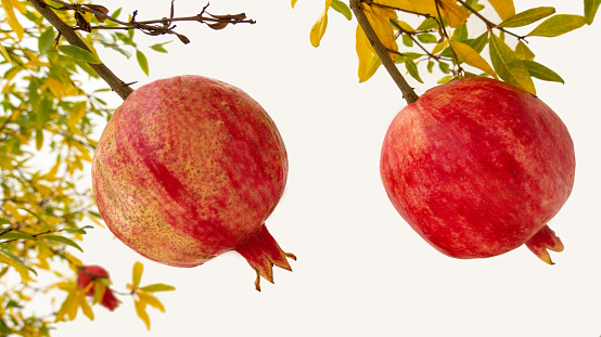 Ripe pomegranate on the tree (Punica granatum)