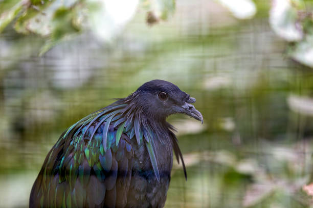 istock Nicobar Pigeon (Caloenas nicobarica) in the Nicobar Islands 1963169781