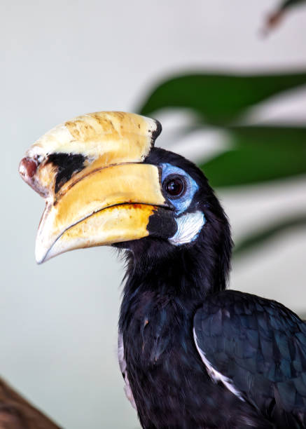 istock Oriental Pied Hornbill (Anthracoceros albirostris) in Malaysia 1963170816