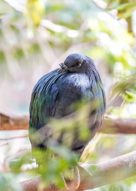 istock Nicobar Pigeon (Caloenas nicobarica) in the Nicobar Islands 1963171349