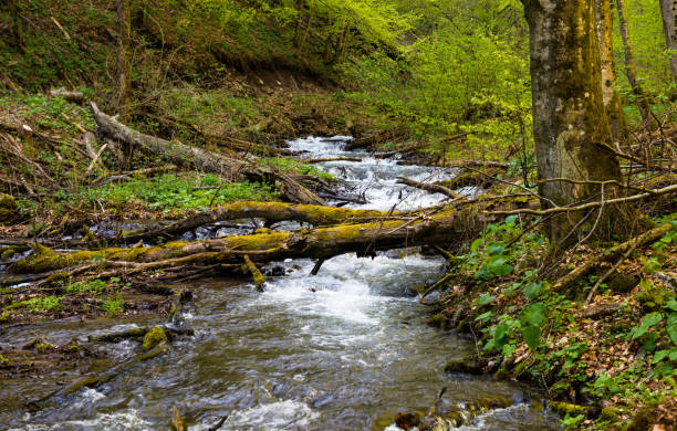 Mountain stream in spring on Borzhava range in Carpathian mountains, Ukraine