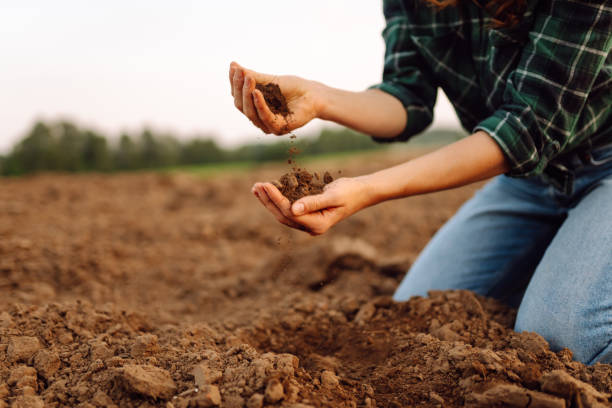 istock Farmer hands touching soil on the field. 1963188279