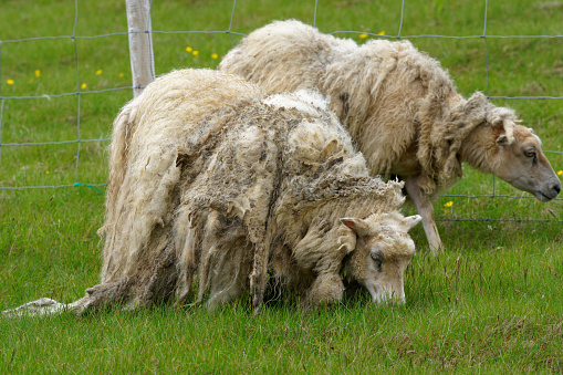 Sheep flourish on the Island of Heimaey , Southern Iceland