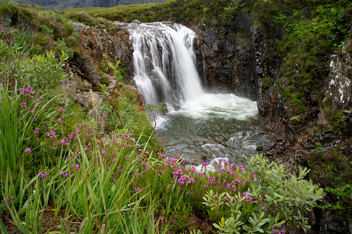 flowers bloom next to a stream in Scotland