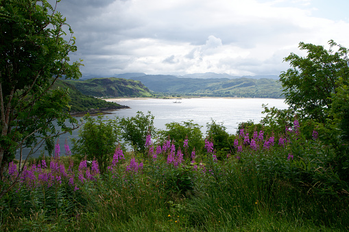 Rosebay Willowherb on Loch Fyne in Scotland