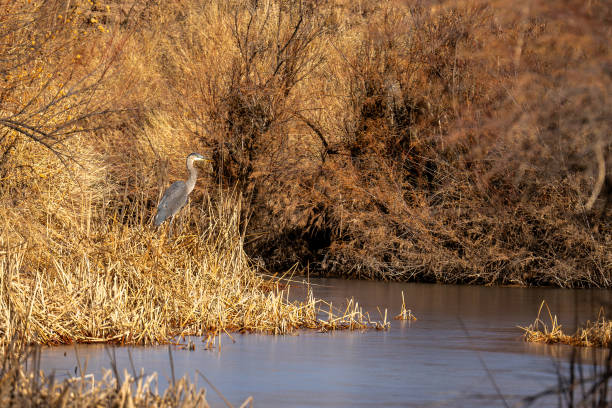 istock Heron Party of One 1963225964
