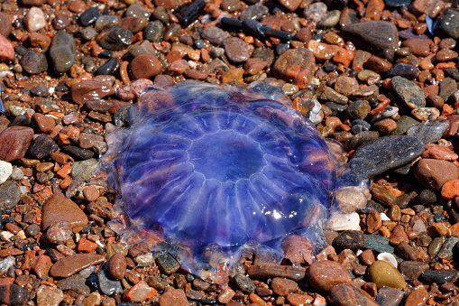 a Jelly Fish washes up on the shore near Inverness, Scotland