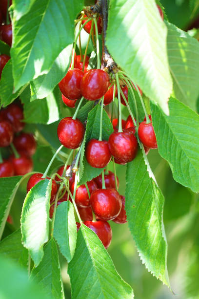 istock Close up fresh red cherries on the tree branch 1963236826