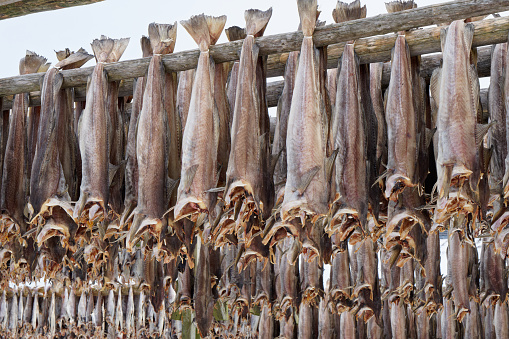 fishermen dry Cod on racks in coastal Norway