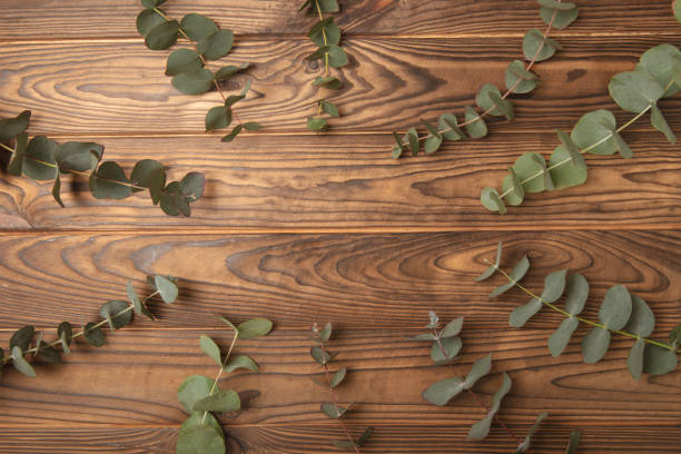 istock Eucalyptus leaves. Aromatherapy. Fresh eucalyptus close-up, on  background. Fragrant essential oil. View from above. Copy space. Natural cosmetics and skin care concept. 1963243002