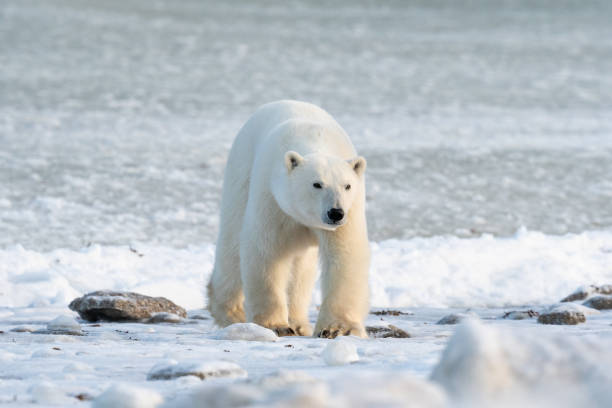 istock Polar Bear on the shore of Hudson 1963245071
