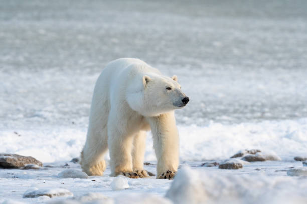 istock Polar Bear on the shore of Hudson 1963245072