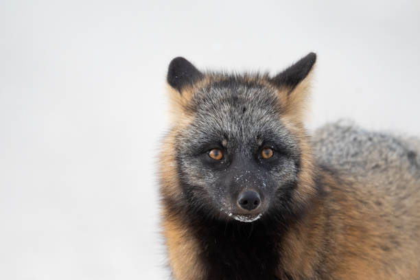 istock Cross fox in the snow 1963245074