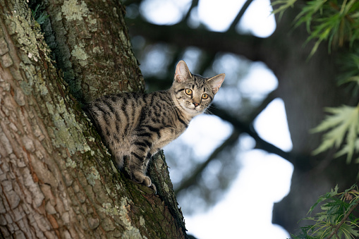 Cute tabby cat sitting in a tree in fall