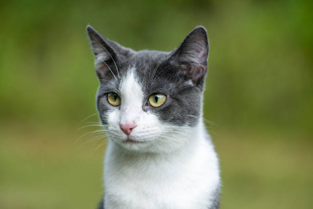 istock Portrait of gray and white cat 1963245593